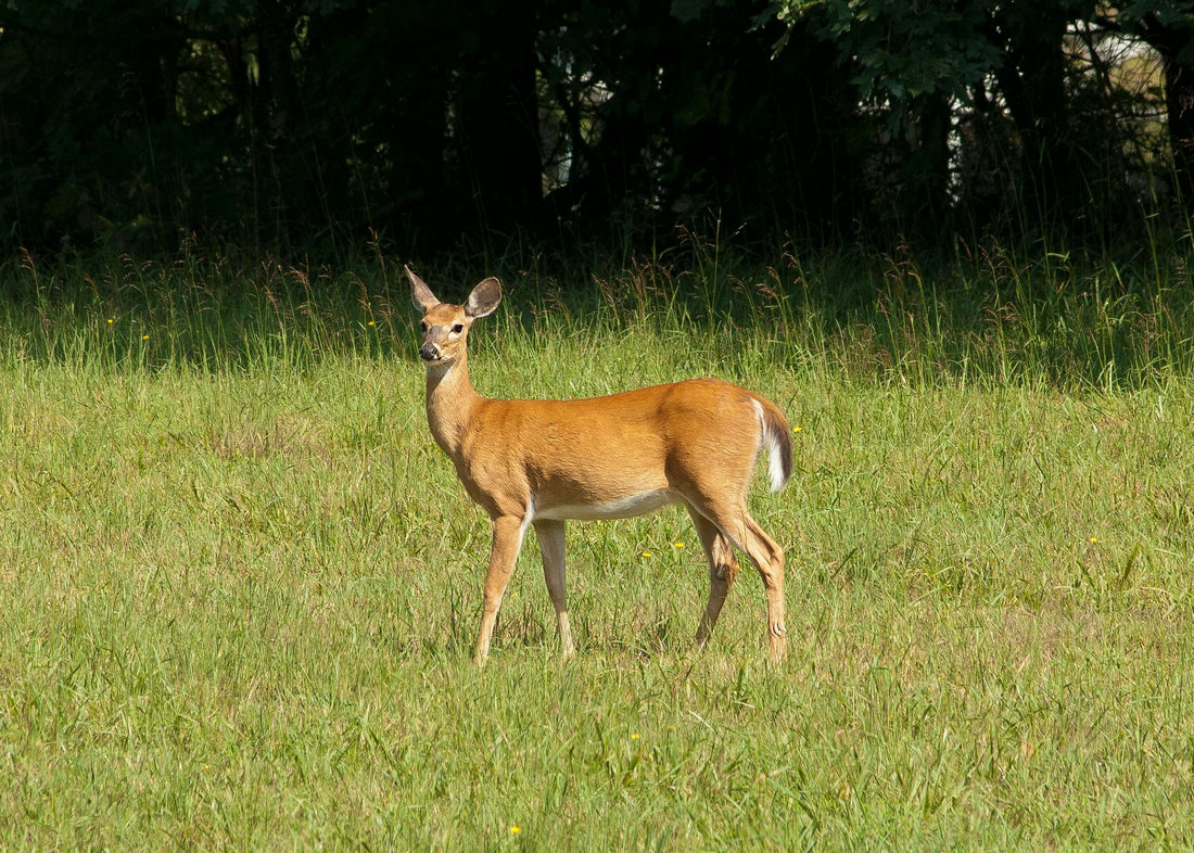 Unveiling Nature's Secrets: The Power of Trail Cameras